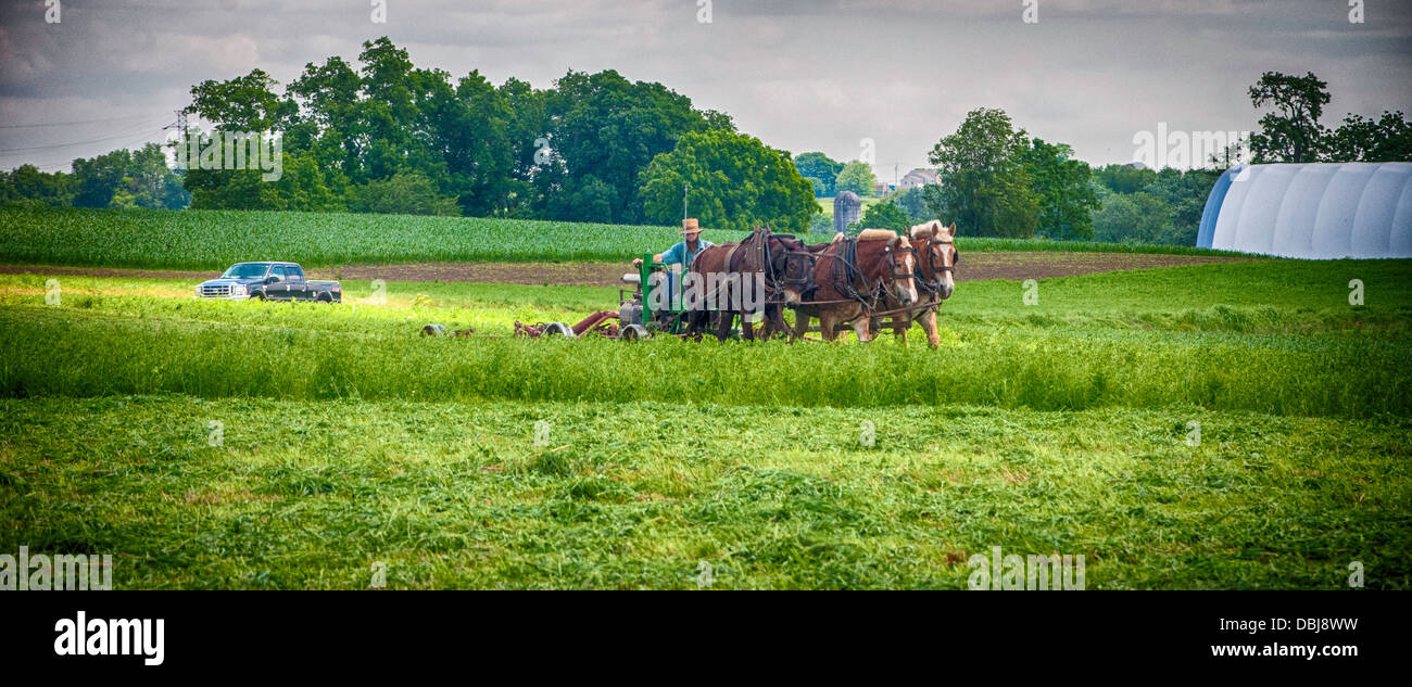 Amish farmer w/ draft horse, mules, plows field Stock Photo - Alamy