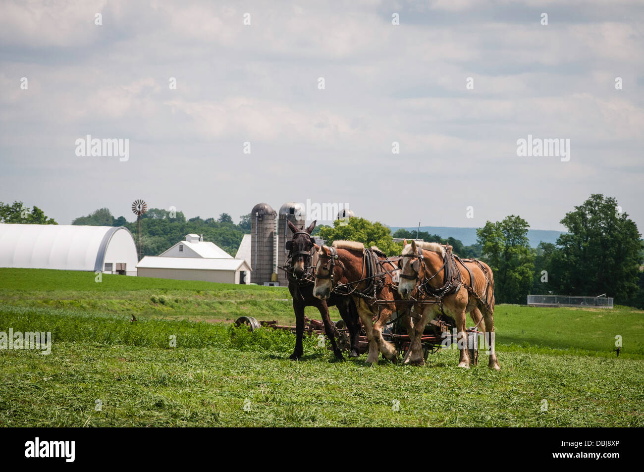 Amish farmer w/ draft horse, mules, plows field Stock Photo - Alamy