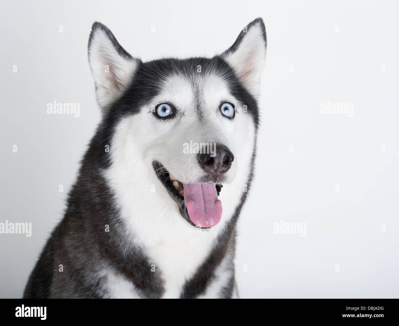 white husky eyes