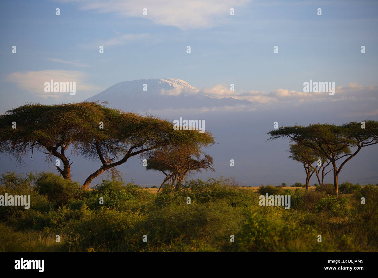 Acacia Trees in front of Mt. Kilimanjaro. Amboselli Park, Kenya Africa. Stock Photo