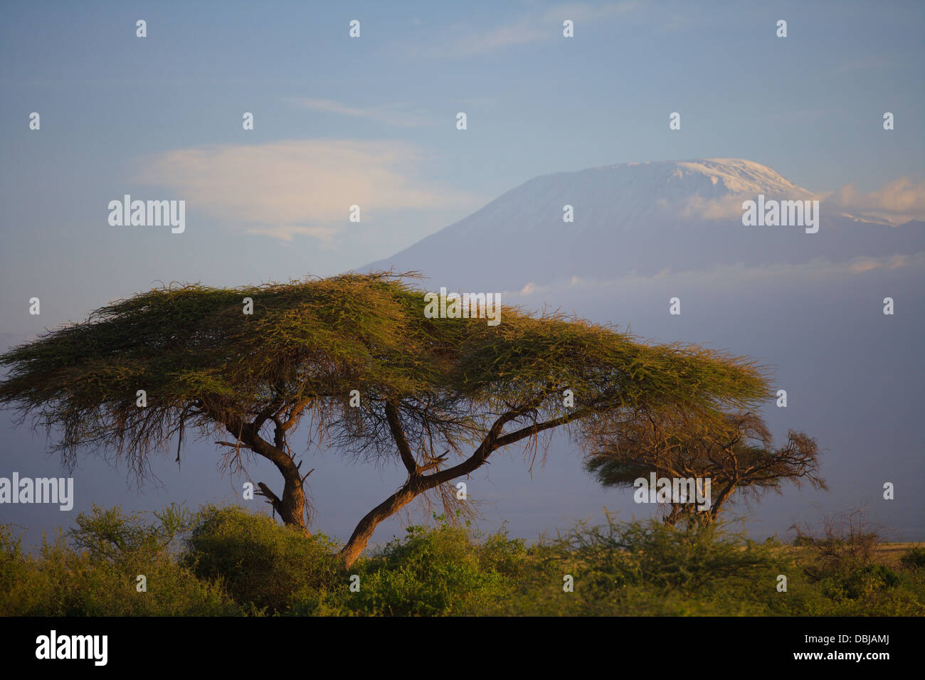 Acacia Trees in front of Mt. Kilimanjaro. Amboselli Park, Kenya Africa. Stock Photo