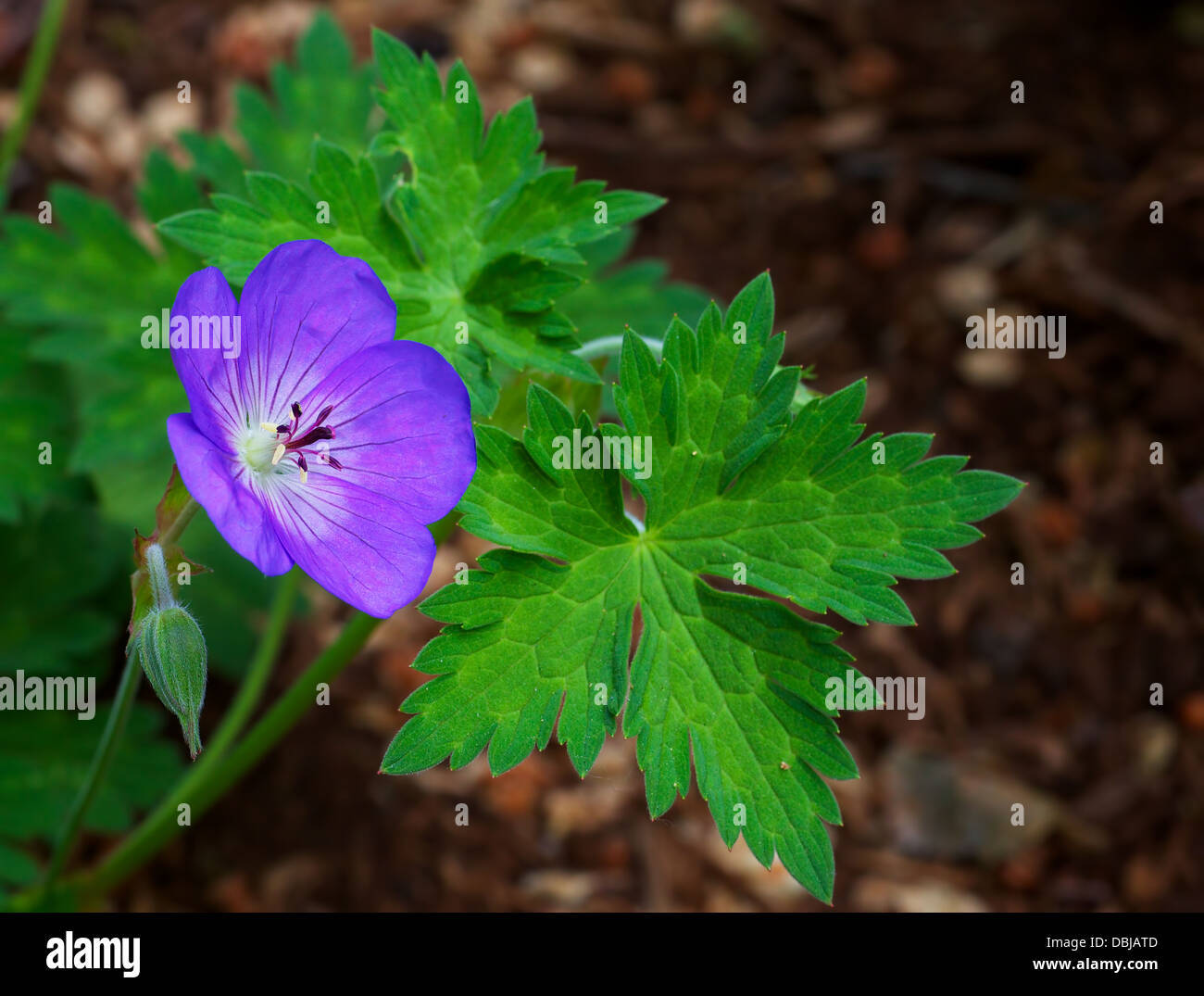 Purple Geranium single flower with green leaves and soft woody background Stock Photo
