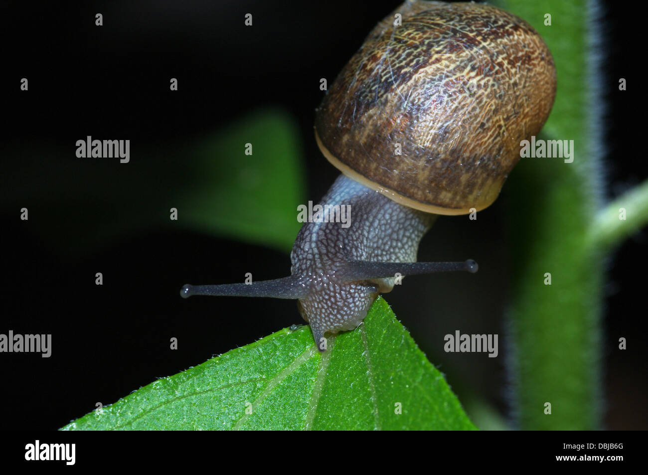 Escargot snail on sunflower leaf at night Stock Photo Alamy
