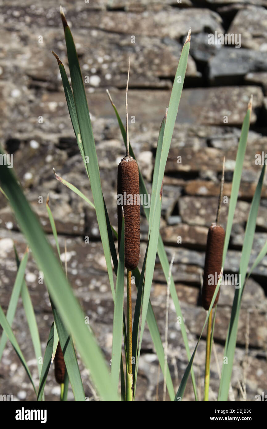 Typha latifolia or Common cat-tail growing in Tasmania Stock Photo