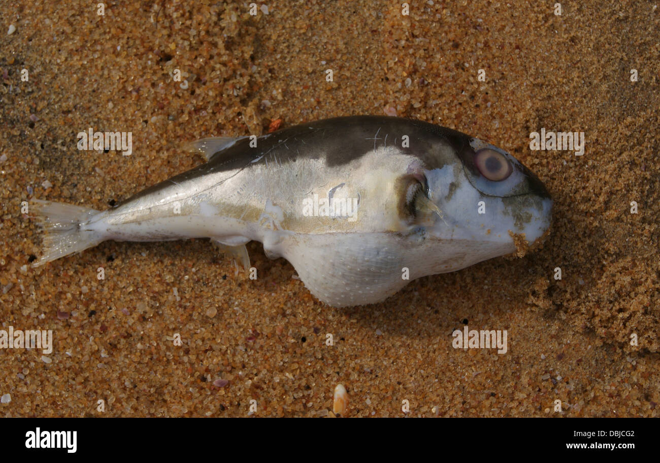 Dead Fish in Beach Seashore having Big Belly Stomach Stock Photo Alamy