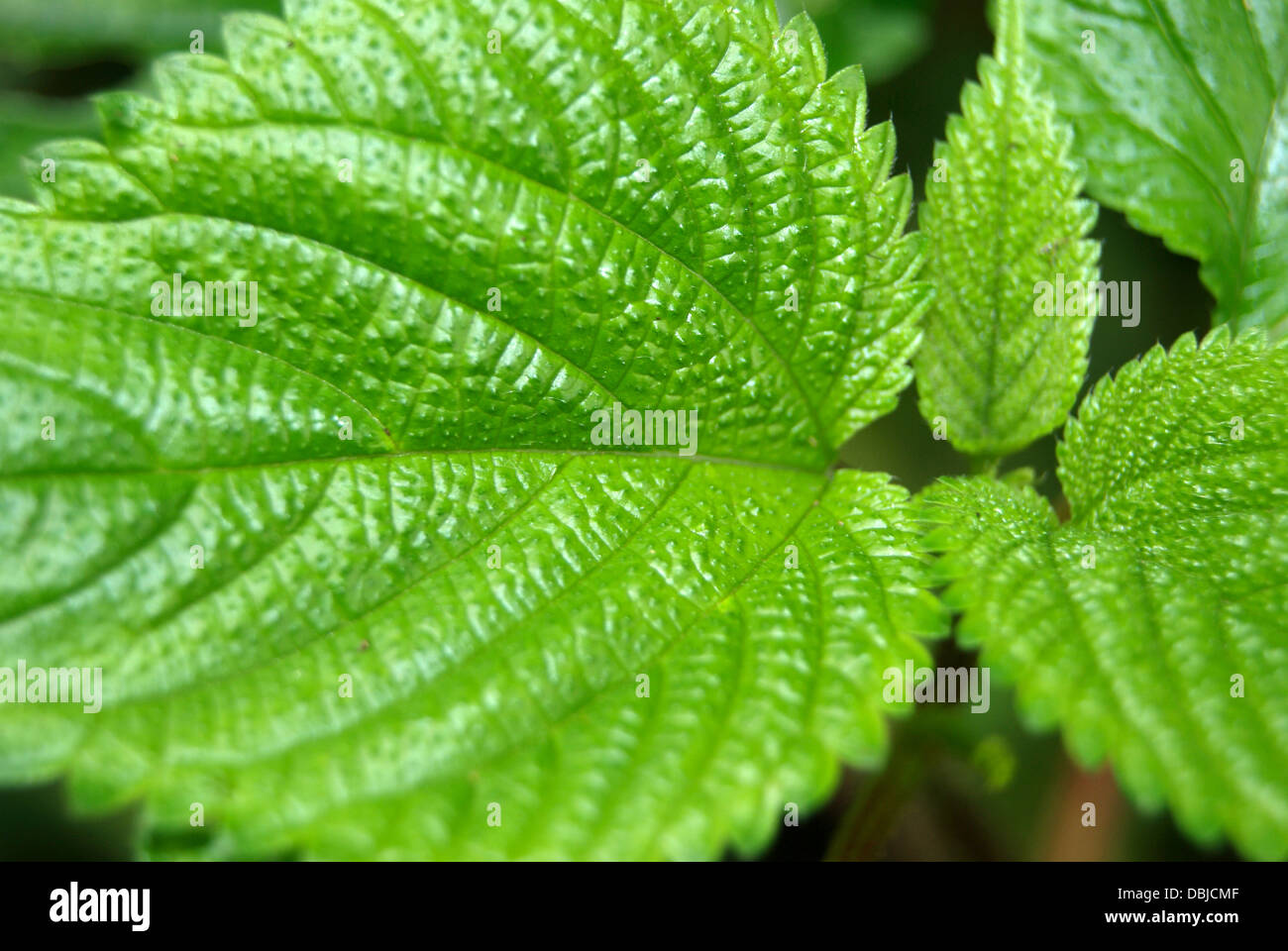 Choriyanam Nettles or Climbing Nettle Ayurvedic Medicinal Plant Leaf Stock Photo