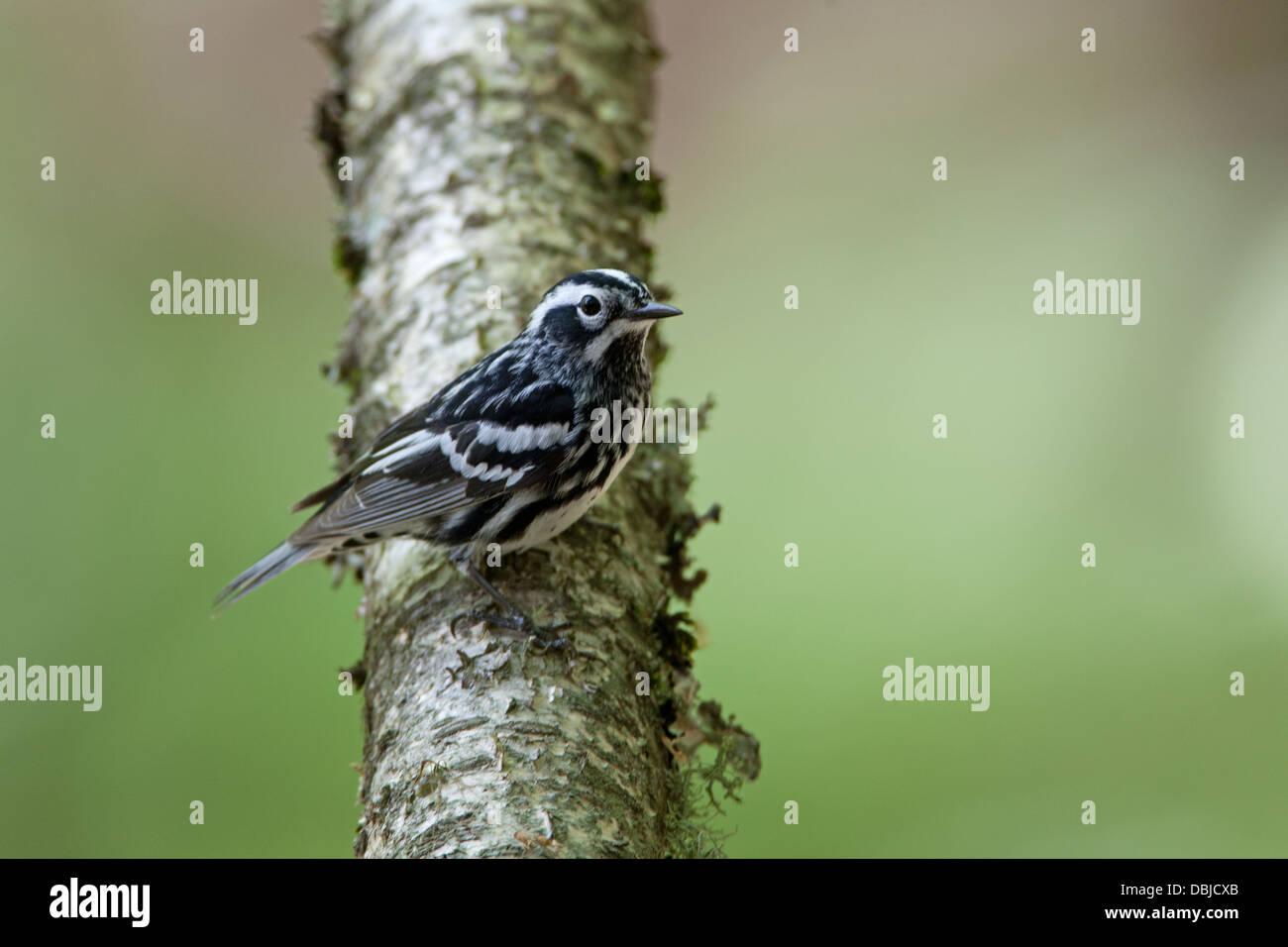 Black and White Warbler perching on Yellow Birch Stock Photo