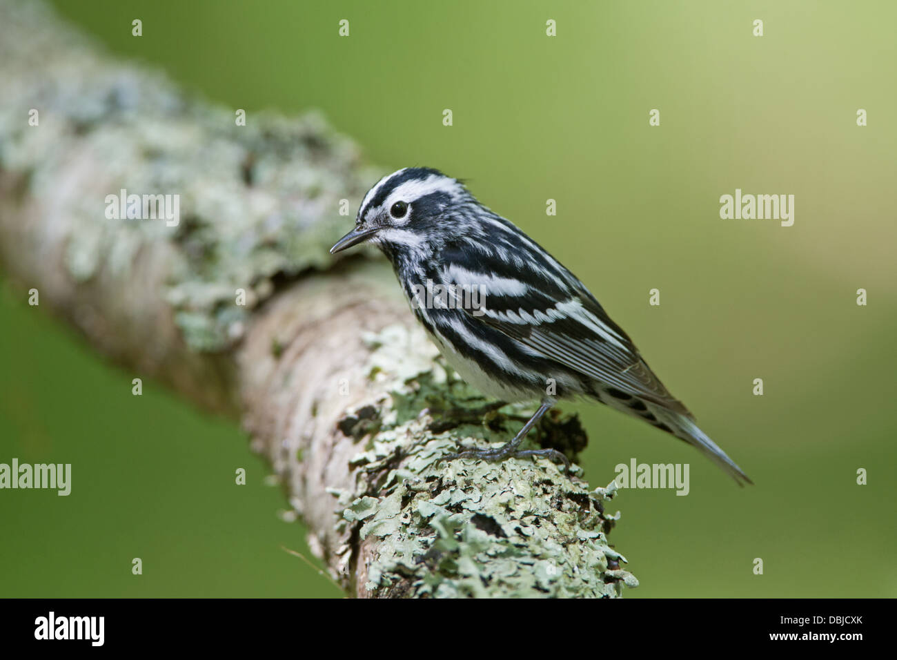 Black and White Warbler perching on Lichen Covered Log Stock Photo