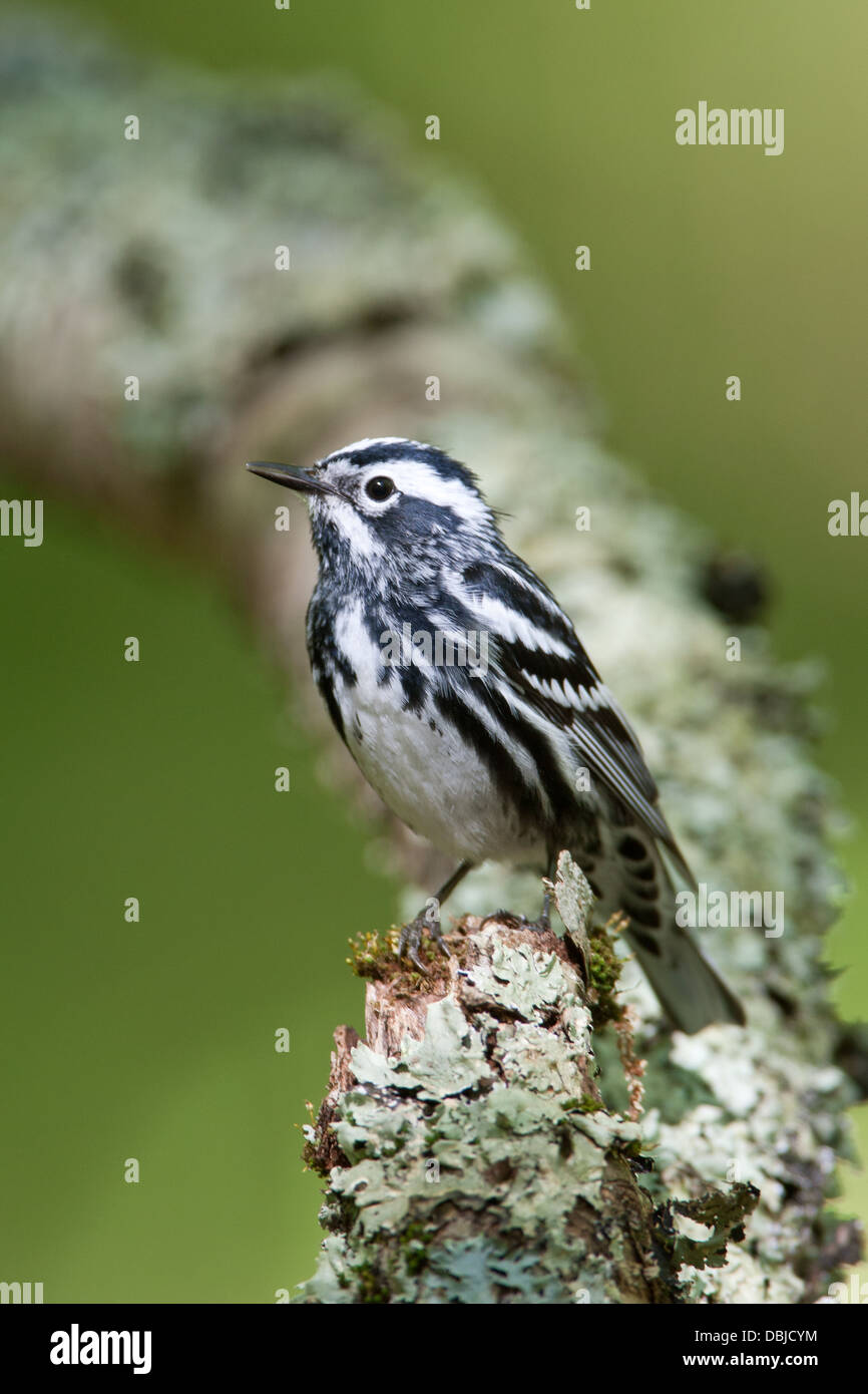Black and White Warbler perching on Lichen Covered Log - Vertical Stock Photo