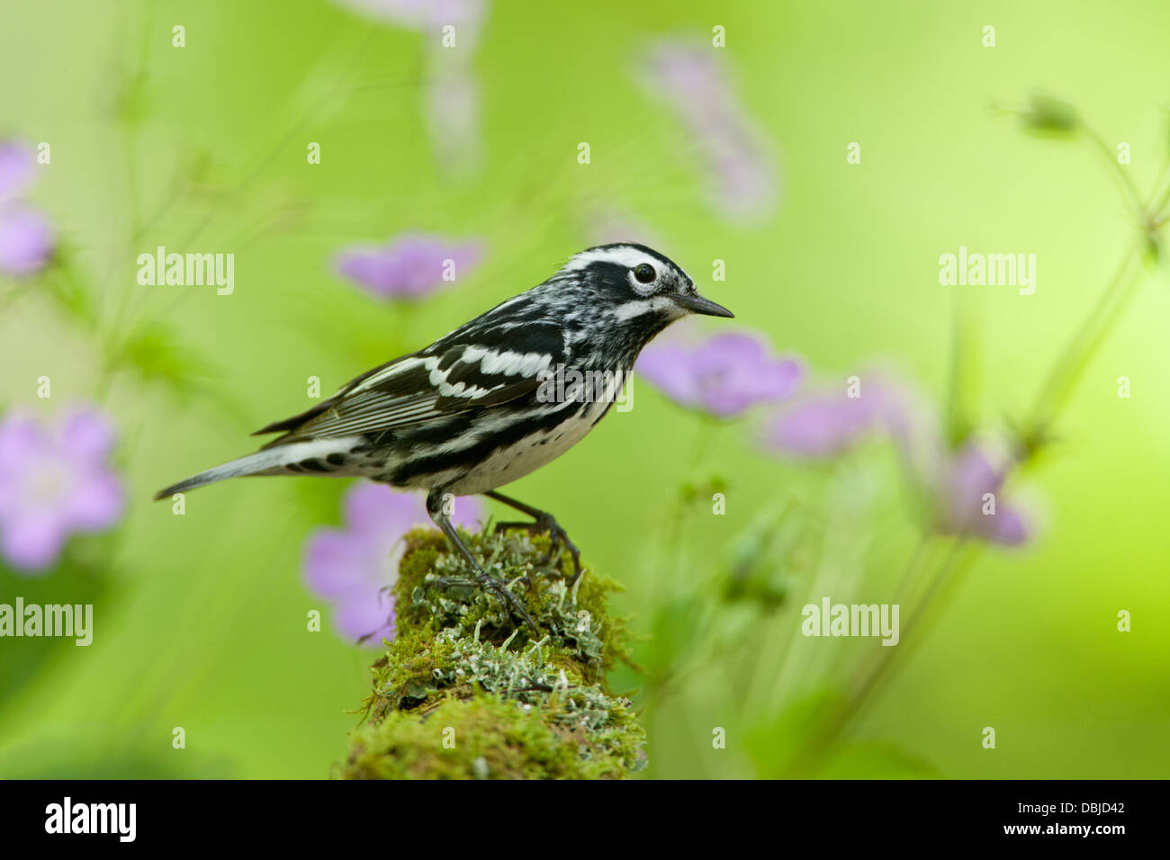 Black and White Warbler perching on Mossy Log amongst Wild Geraniums Blossoms Stock Photo