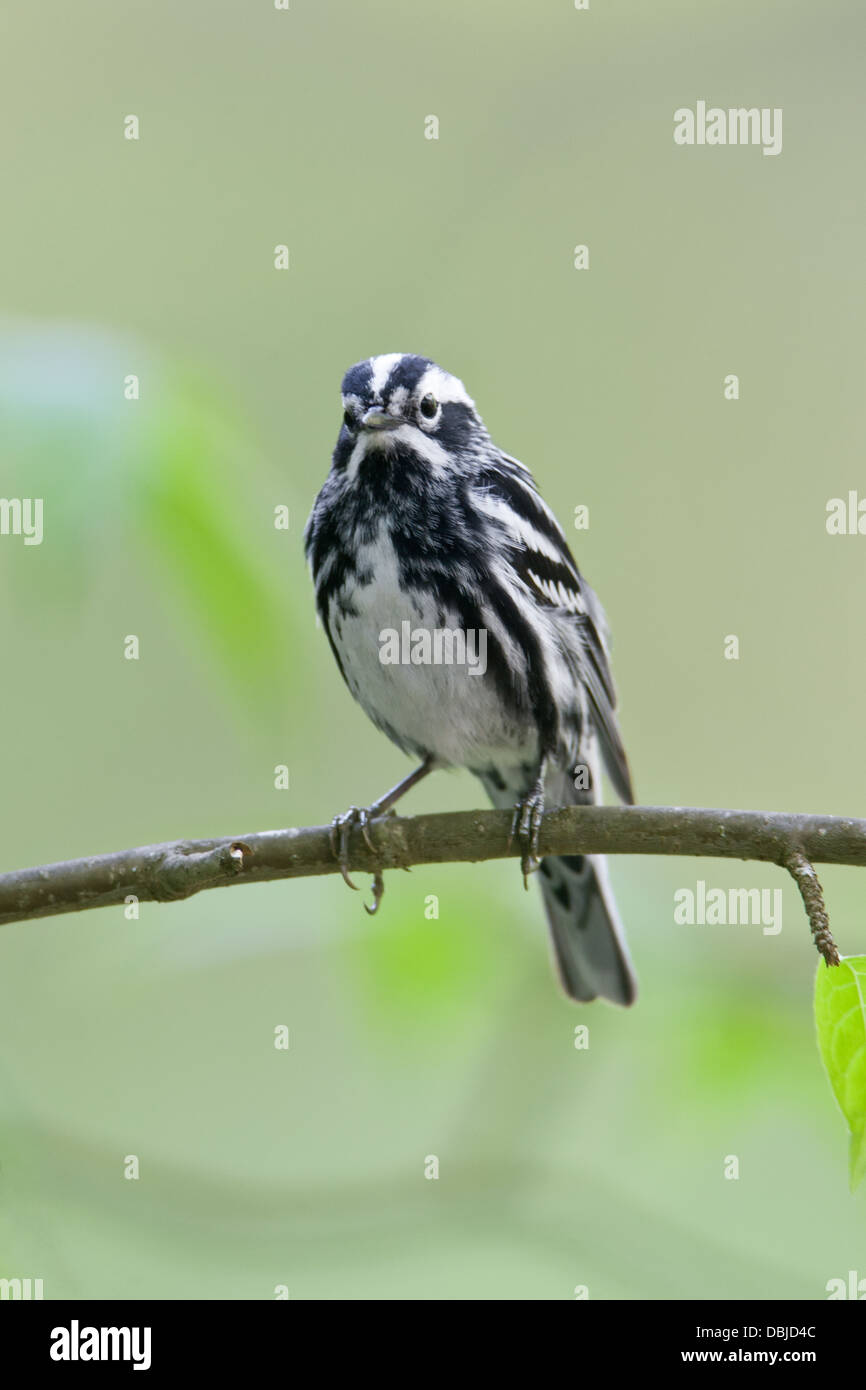 Black and White Warbler perching - vertical Stock Photo