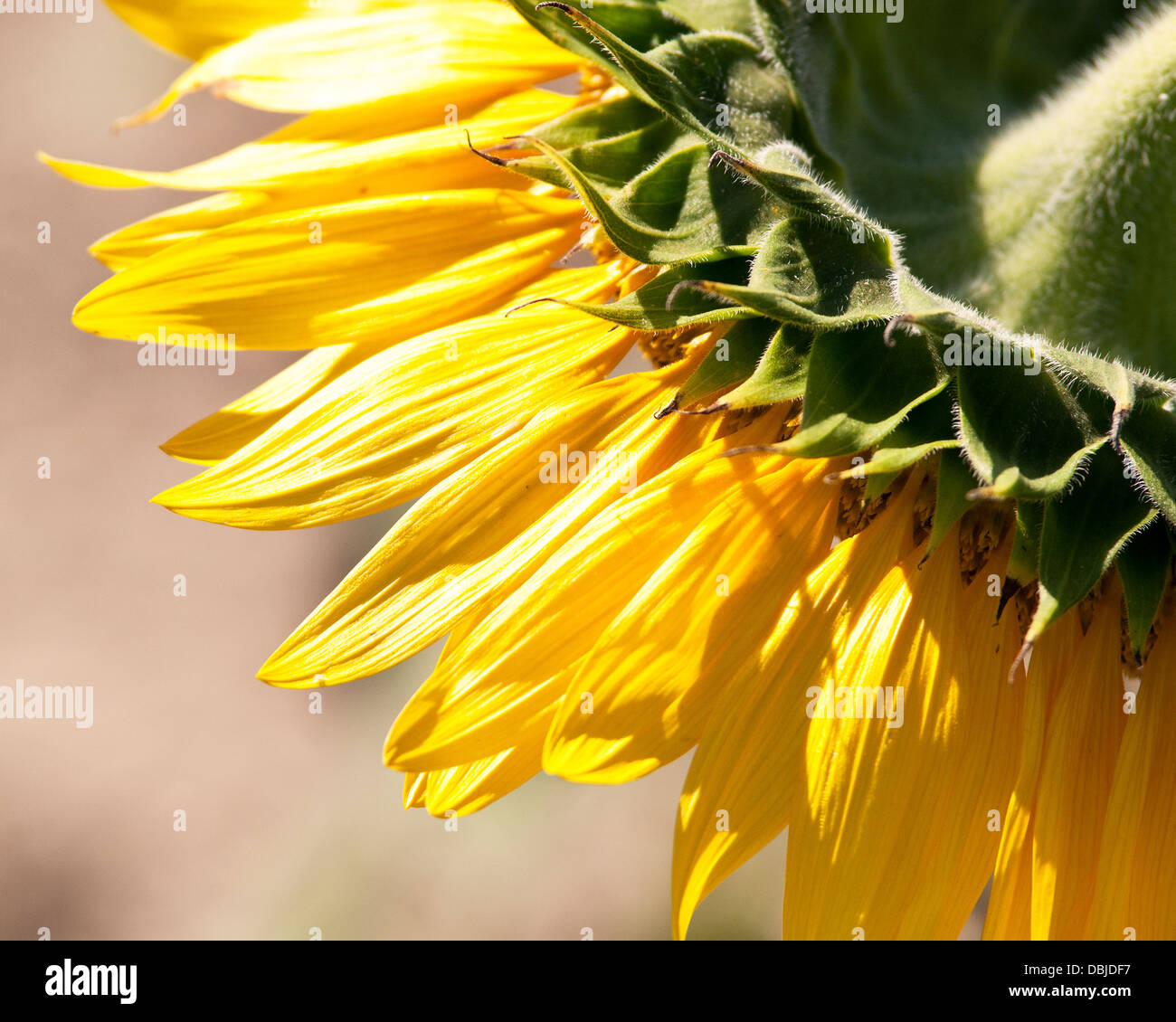 Close-up of the back of a yellow sunflower Stock Photo