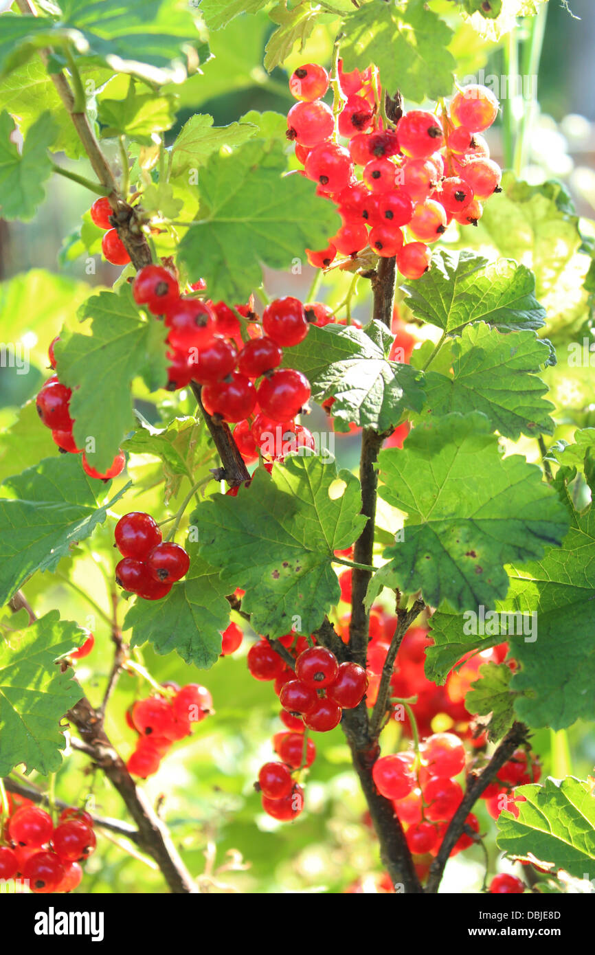 Berry of a red currant hanging on the bush Stock Photo - Alamy