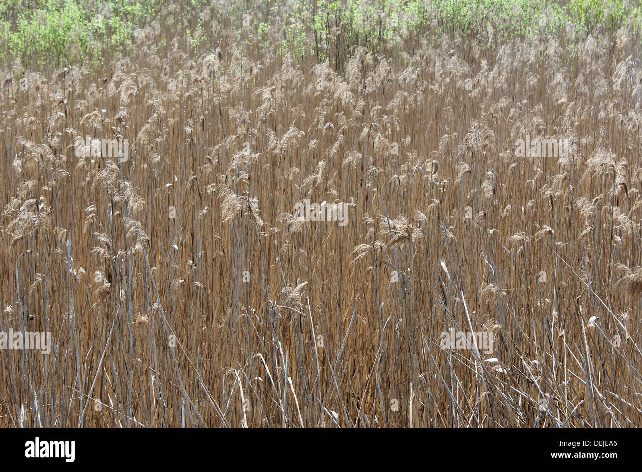 image of thicket of phragmites near the mire Stock Photo