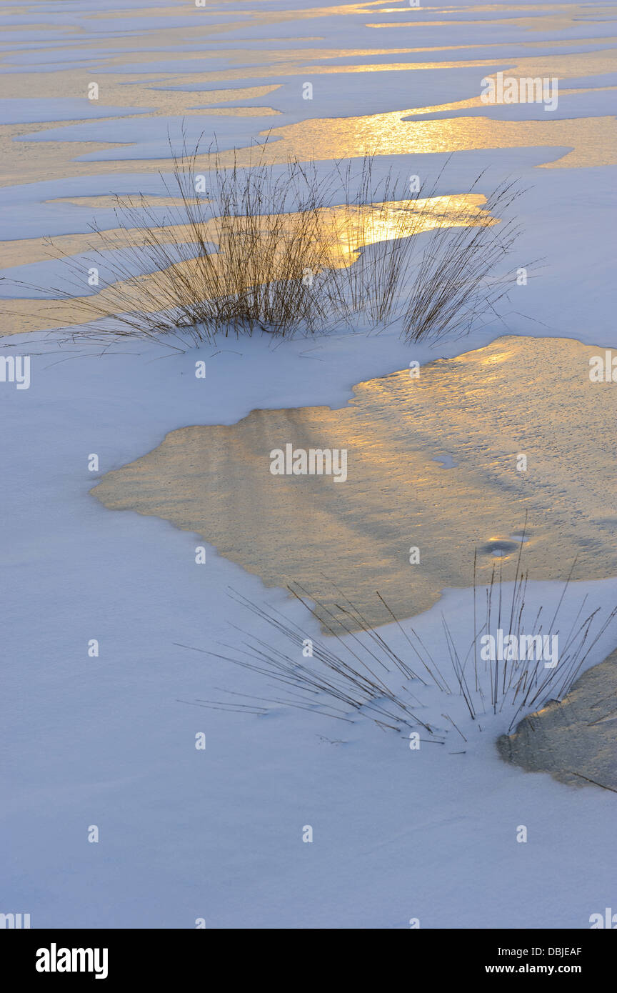 Grasses in winter, Natura, Goldenstedt moor, Lower Saxony, Germany, Europe Stock Photo