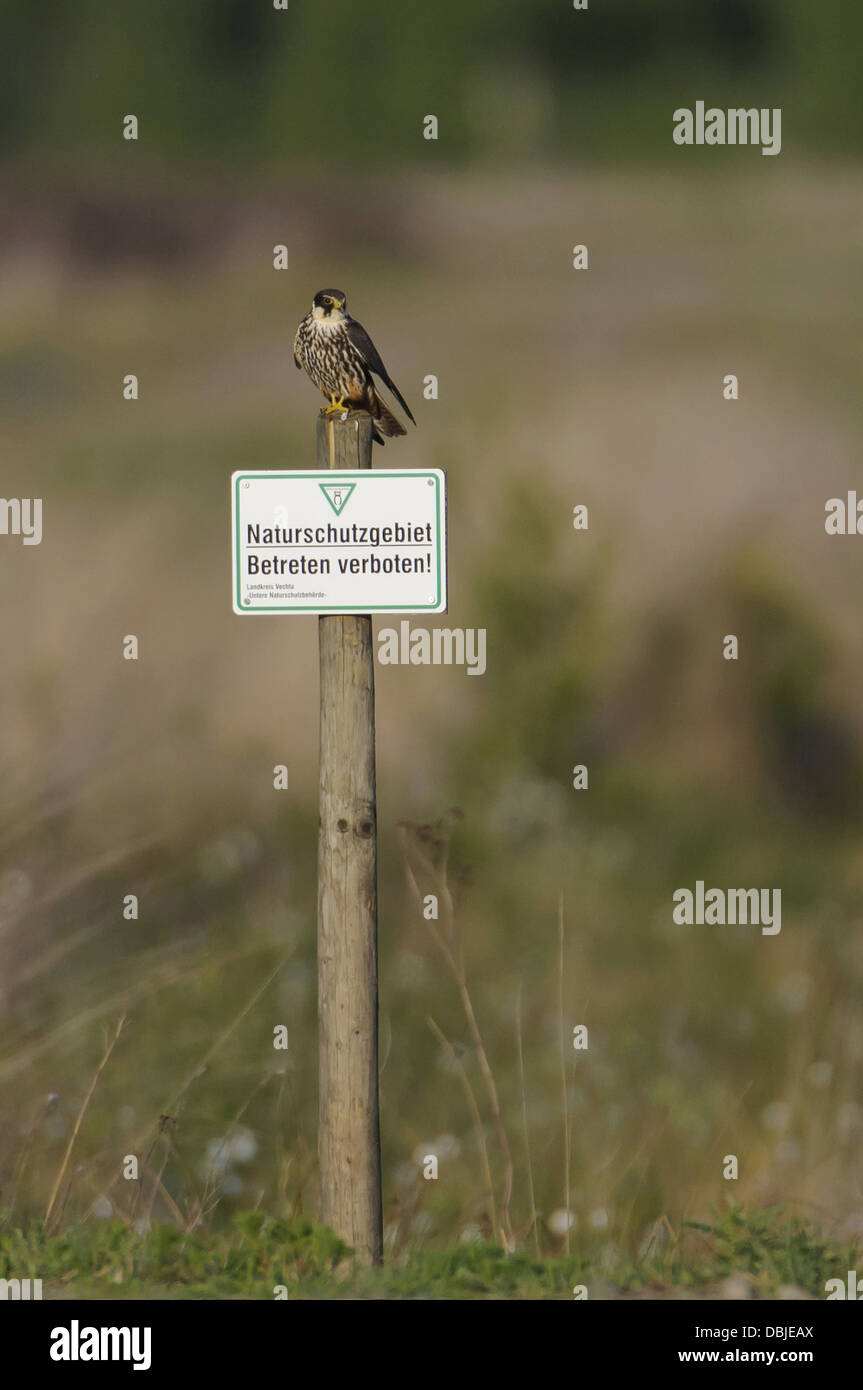 Eurasian Hobby on a sign for nature reservation area, Falco subbuteo, Lower Saxony, Germany, Europe Stock Photo