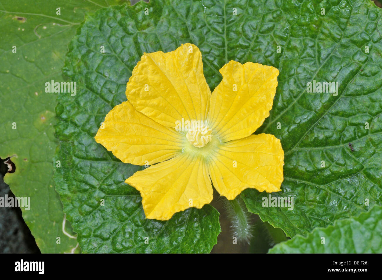 cucumber flower and leaf Stock Photo