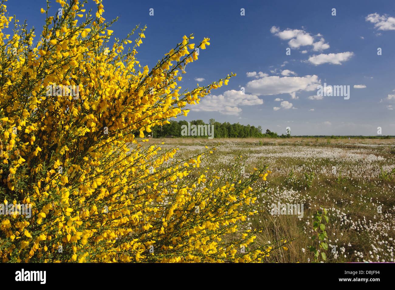 Blooming broom in Goldenstedter Moor, Genista, Lower Saxony, Germany, Europe Stock Photo