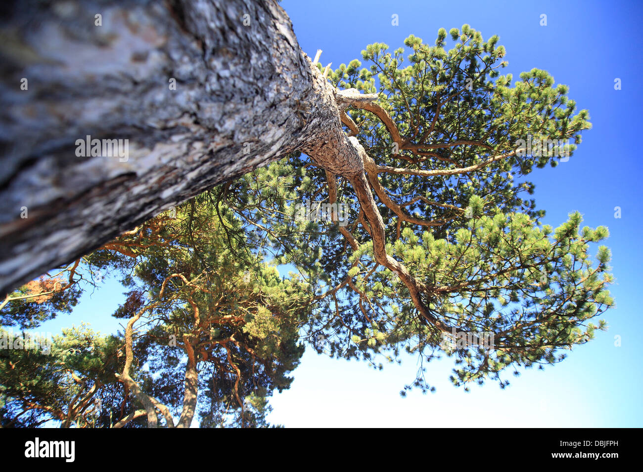 Upward looking shot of pine trees showing bark and canopy against a blue sky. Stock Photo