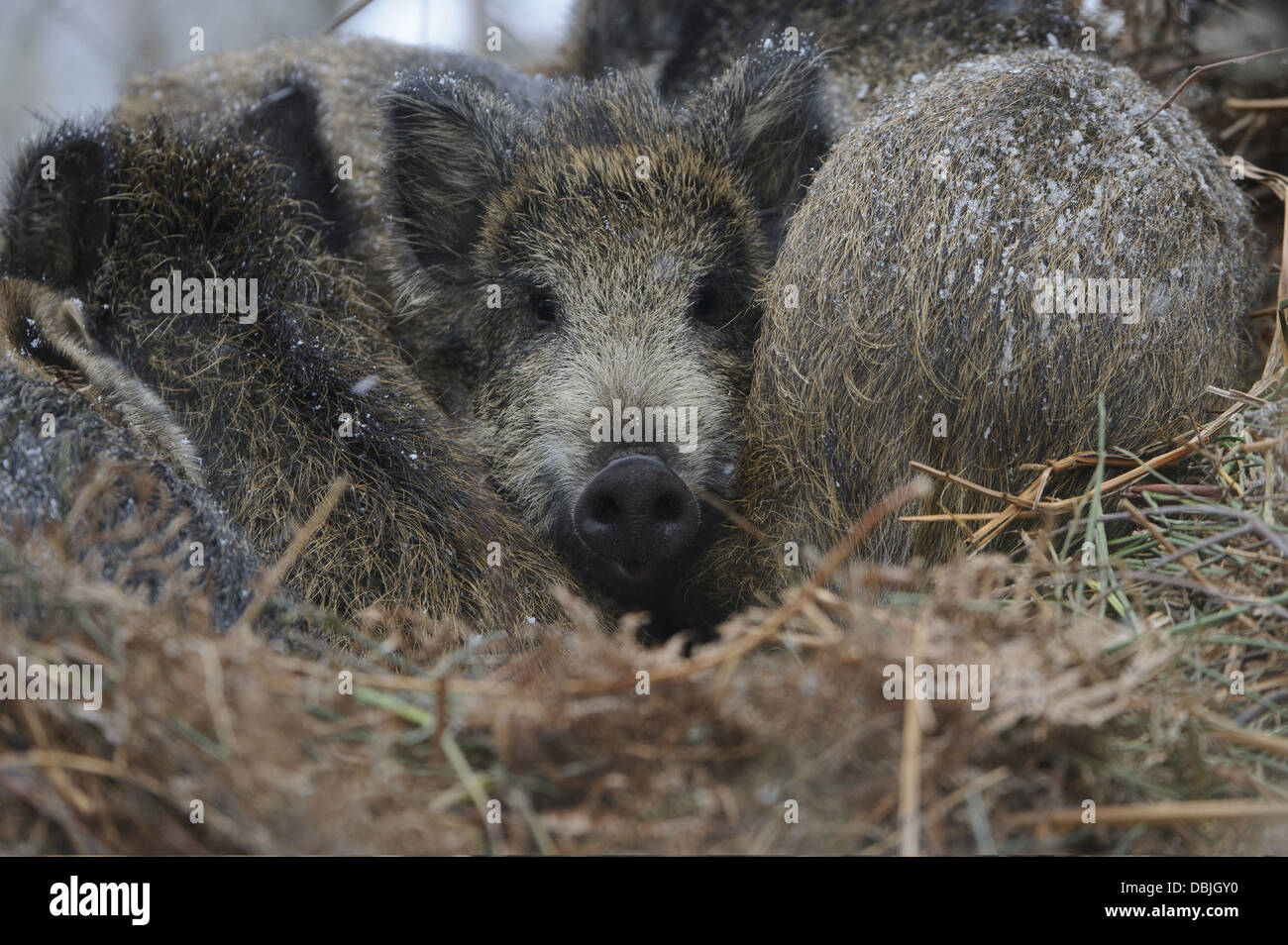 Wild boar laying, Sus scrofa, Lower Saxony, Germany, Europe Stock Photo