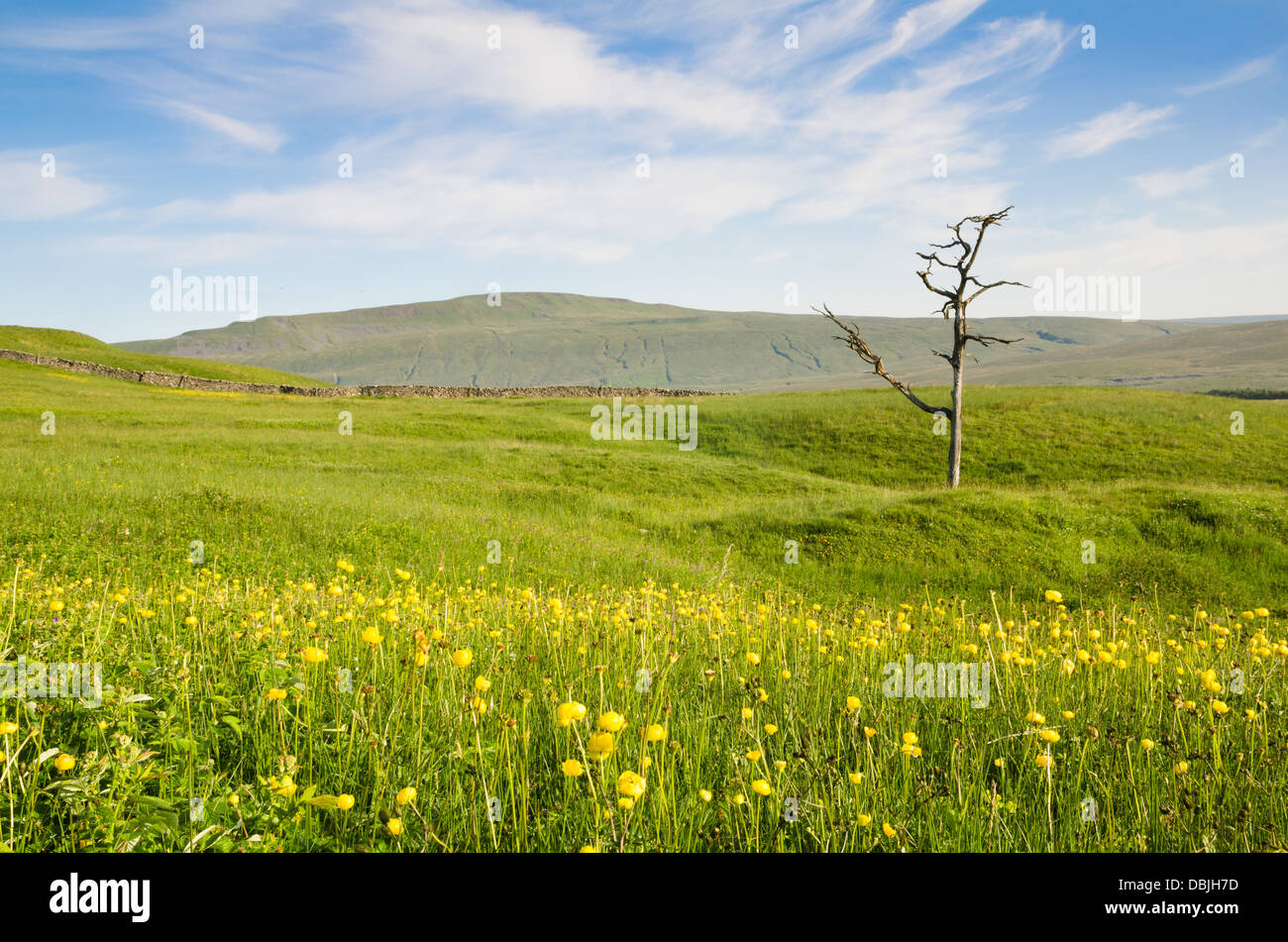 A dead tree on Ingleborough Nature Reserve with globe flowers in bloom Stock Photo