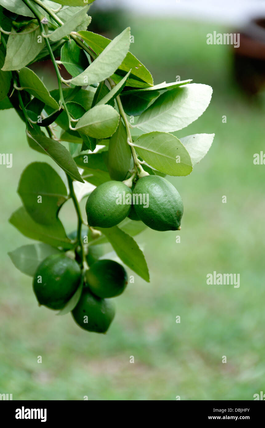 Lemons growing on the branch in Malaysia Stock Photo Alamy