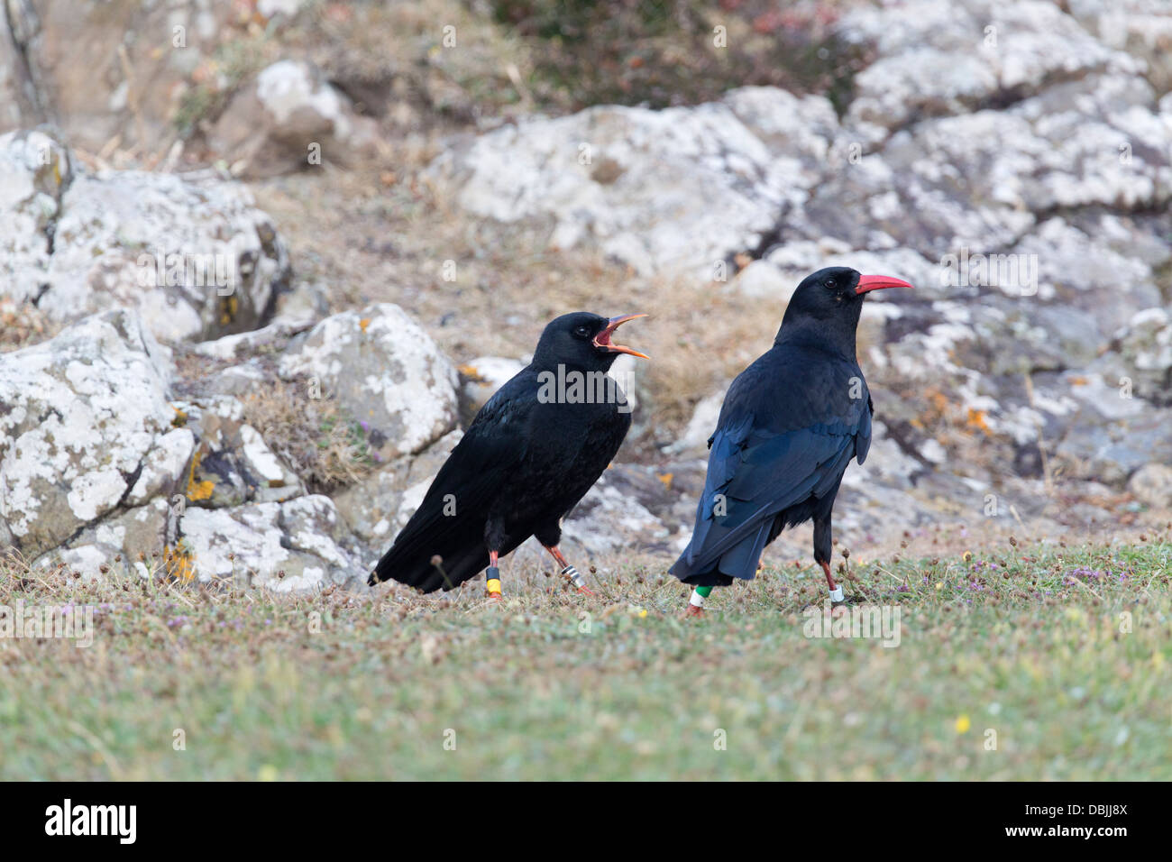 Choughs; Pyrrhocorax pyrrhocorax; Adult and Young; Cornwall; UK; Young Asking for Food; Stock Photo