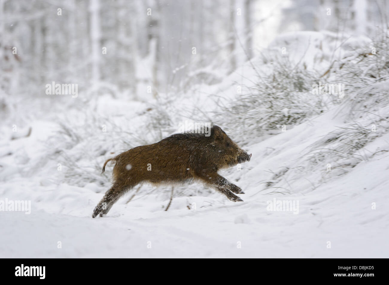 Fleeing rookie in winter, Sus scrofa, Lower Saxony, Germany, Europe Stock Photo