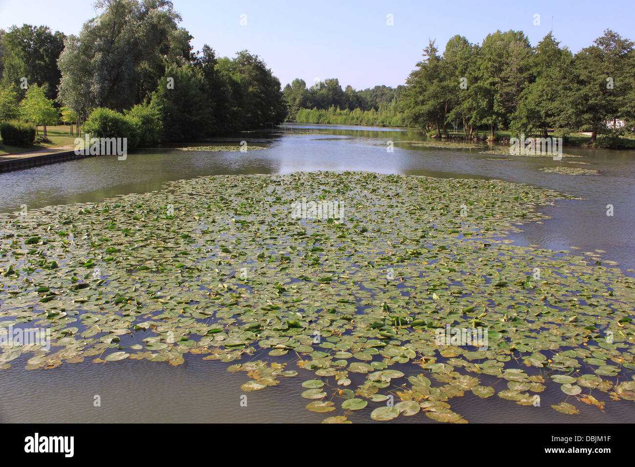 a natural river with its water lilies surrounded by trees Stock Photo