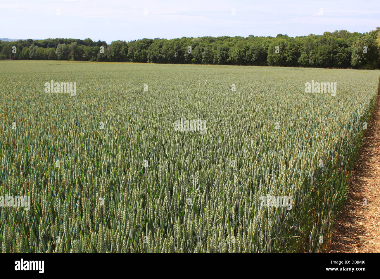 a field of wheat for a natural and organic grain farming Stock Photo