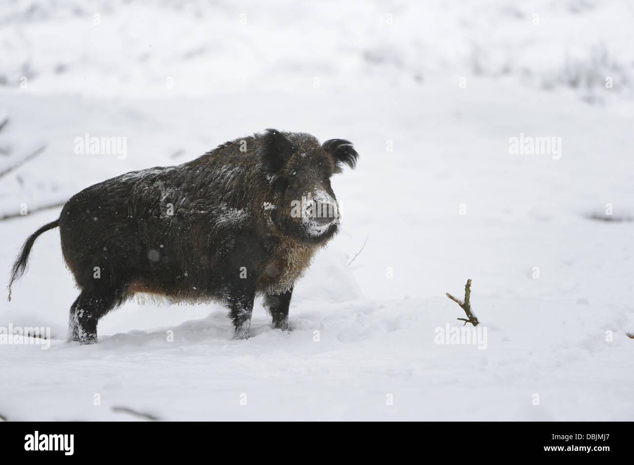 Boar winter snow hi-res stock photography and images - Alamy
