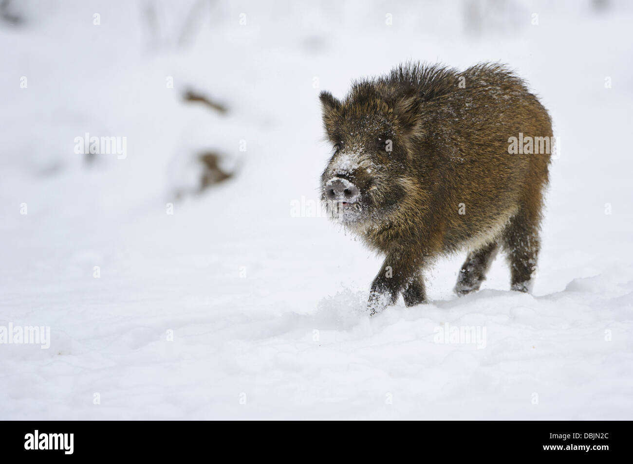 Wild boar in winter, Sus scrofa, Lower Saxony, Germany, Europe Stock Photo