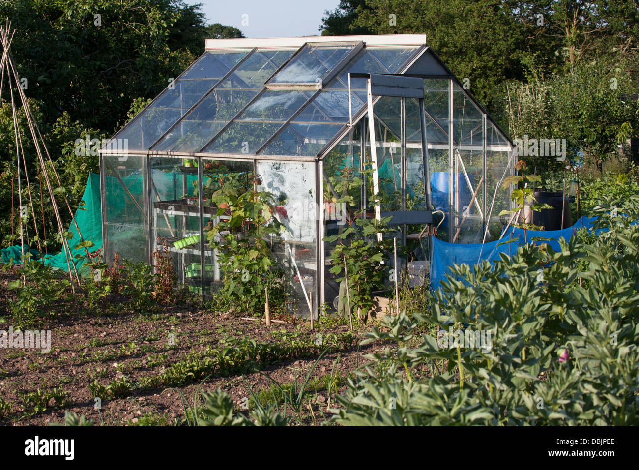Greenhouse in urban town allotment plot Stock Photo