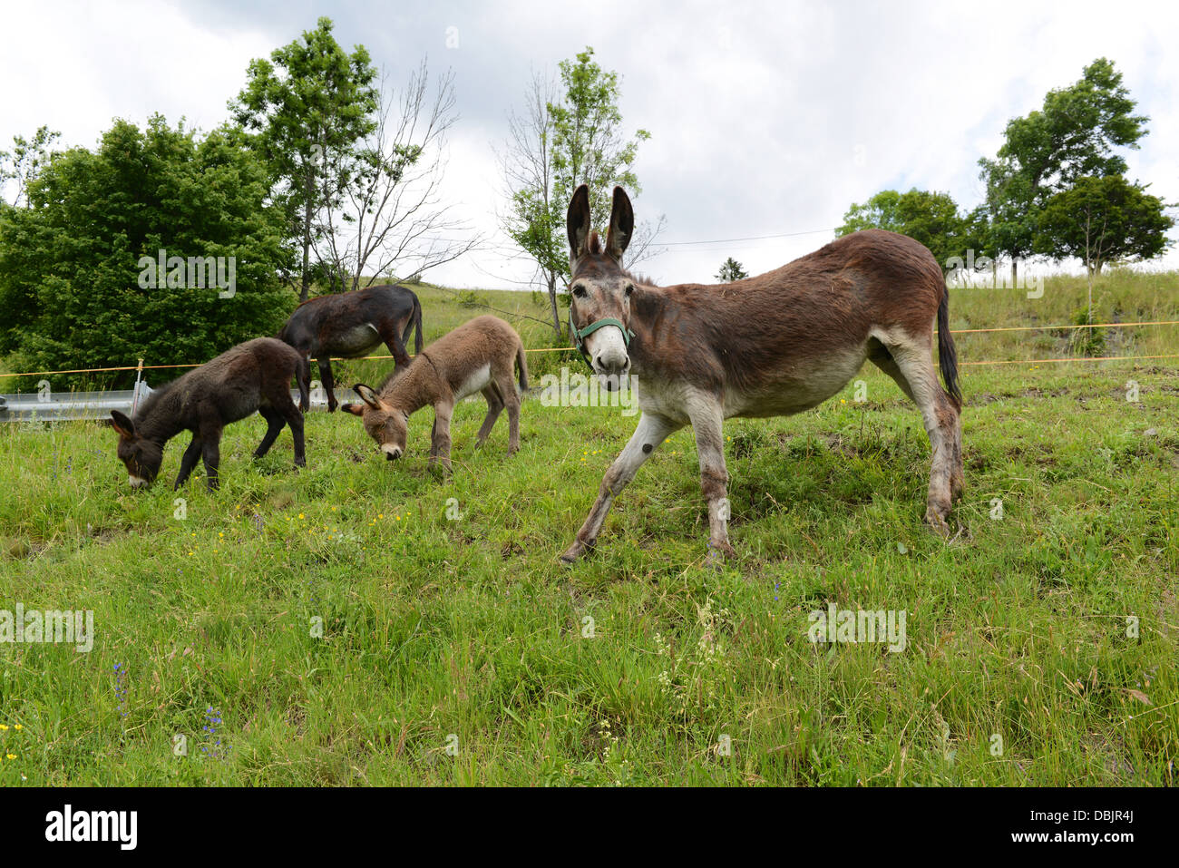Family of donkeys grazing Stock Photo Alamy