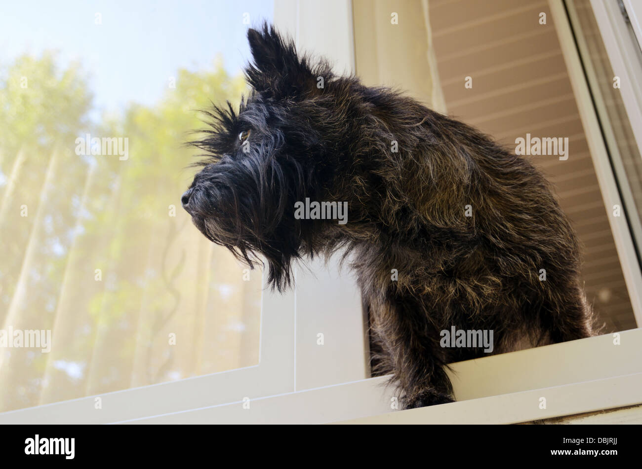 dog looking out the window in summer Stock Photo