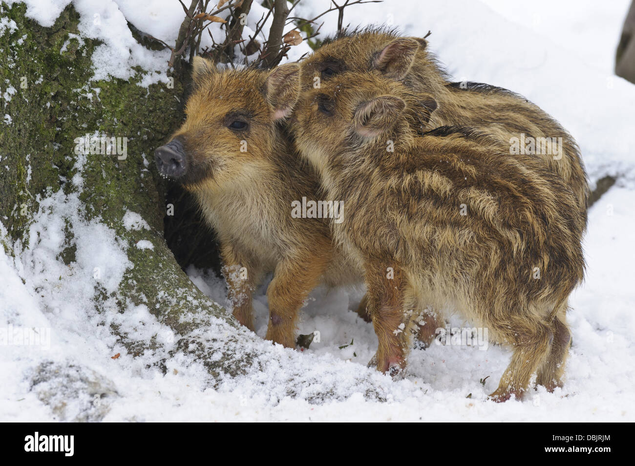 Young Wild boars in snow, Sus scrofa, Lower Saxony, Germany, Europe Stock Photo