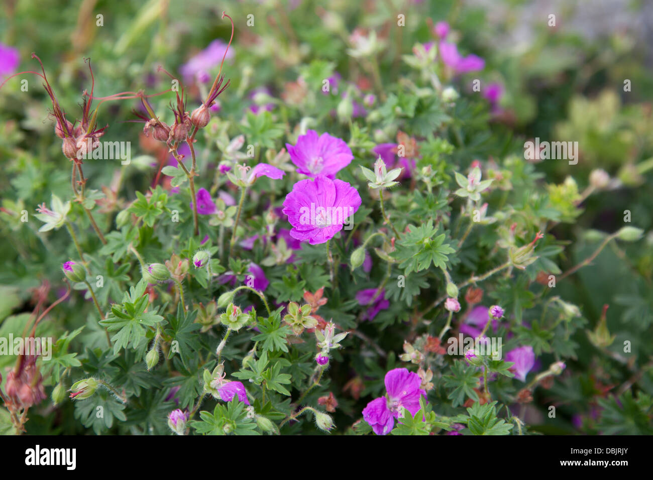 perennial purple geranium Stock Photo