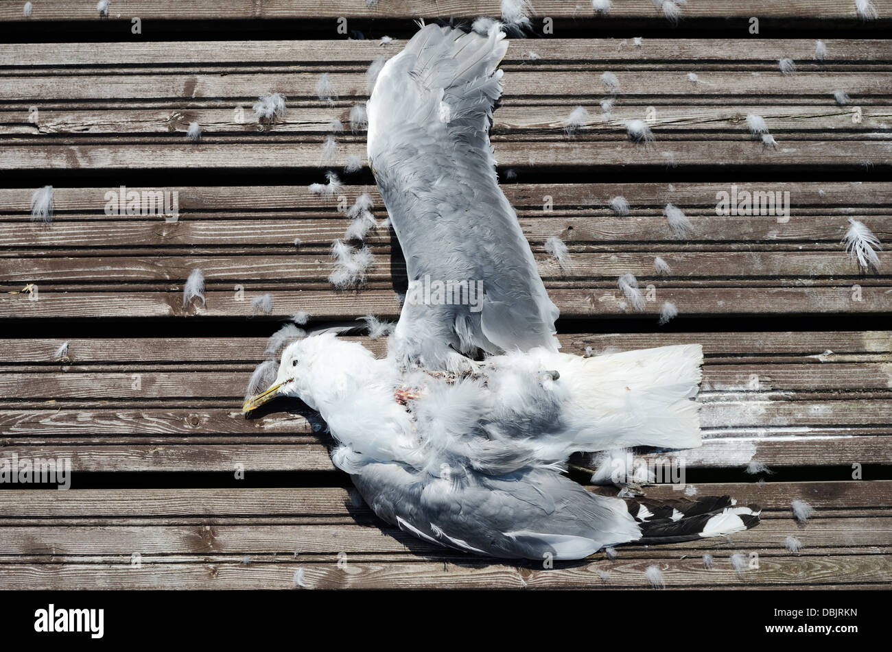 dead seagull with wings spread on a wooden pier Stock Photo