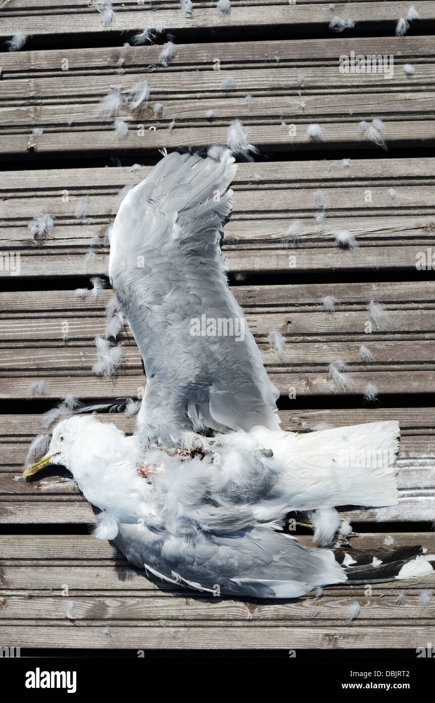 dead seagull with wings spread on a wooden pier Stock Photo