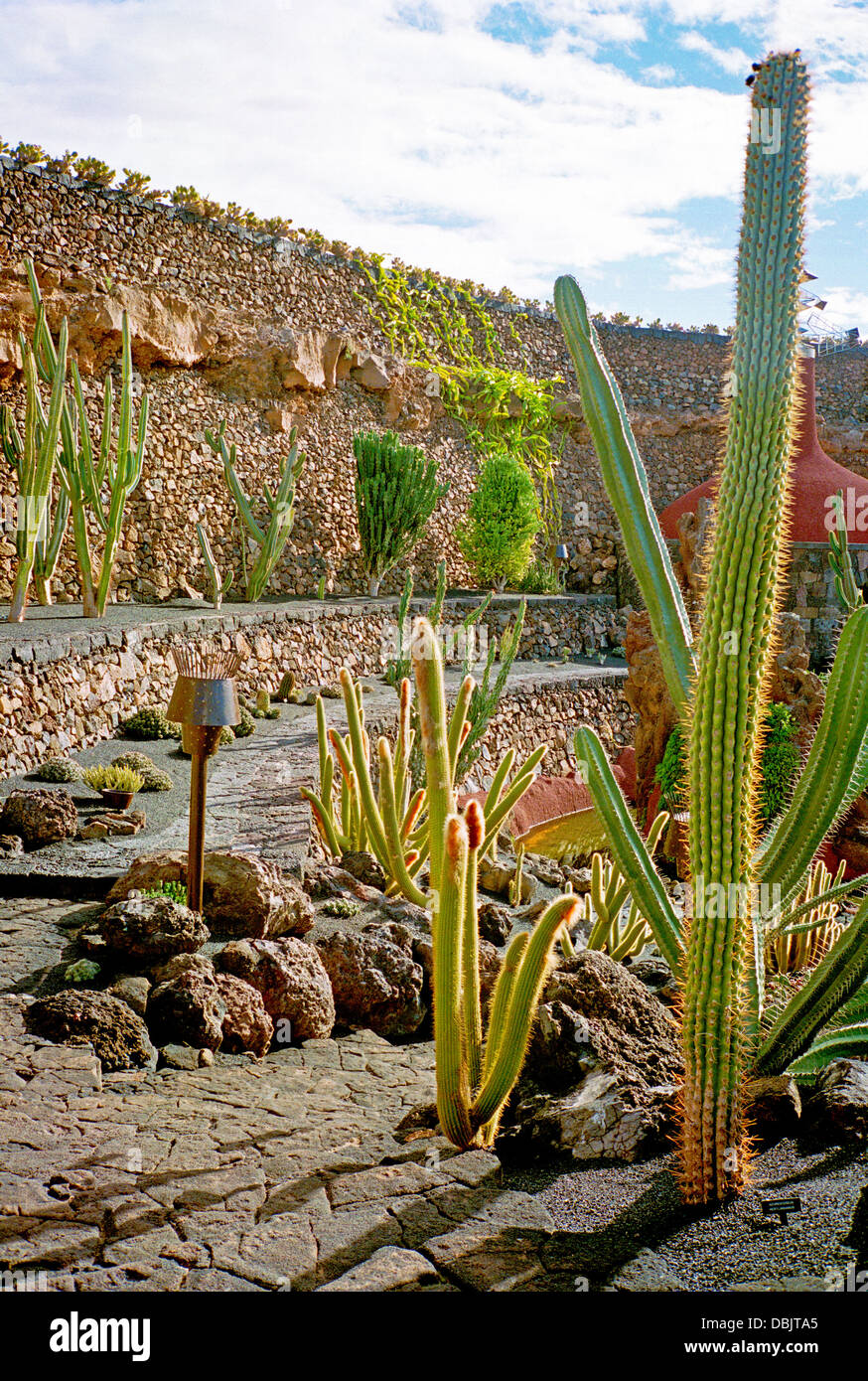 Cacti canary islands hi-res stock photography and images - Alamy