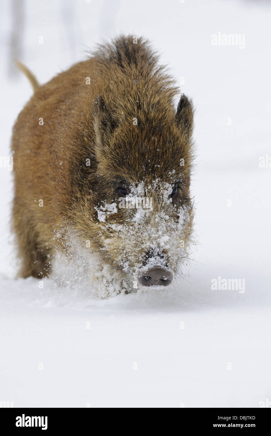 Wild boar in snow, Sus scrofa, Lower Saxony, Germany, Europe Stock Photo