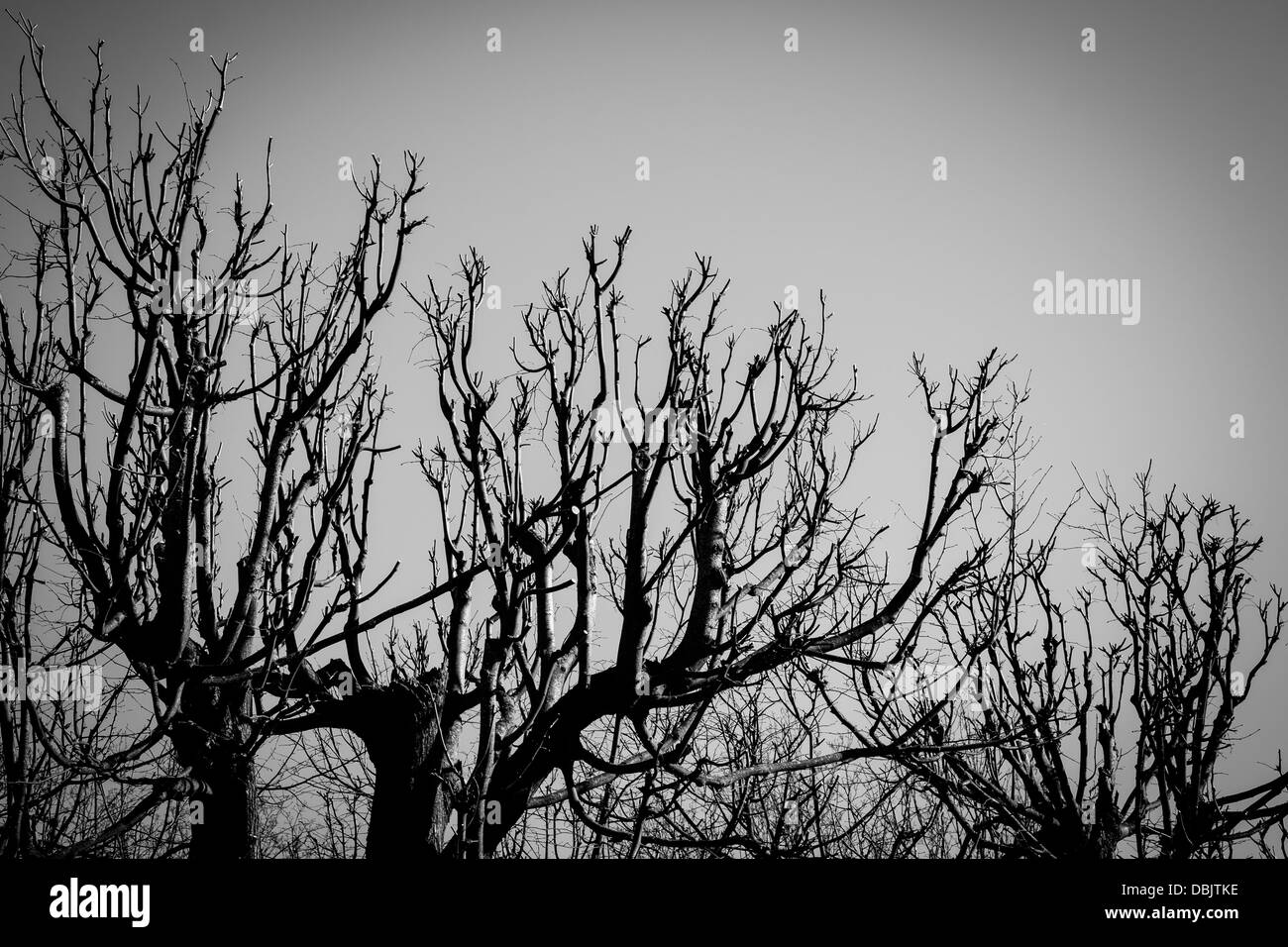 Black silhouettes leaves trees hi-res stock photography and images - Alamy