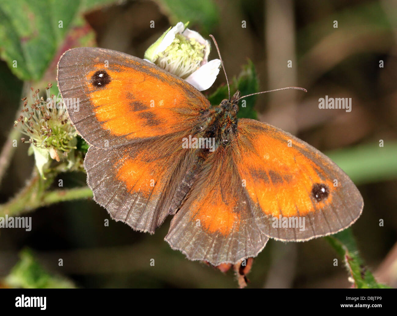 Gatekeeper or Hedge Brown butterfly (Pyronia tithonus) foraging on ...