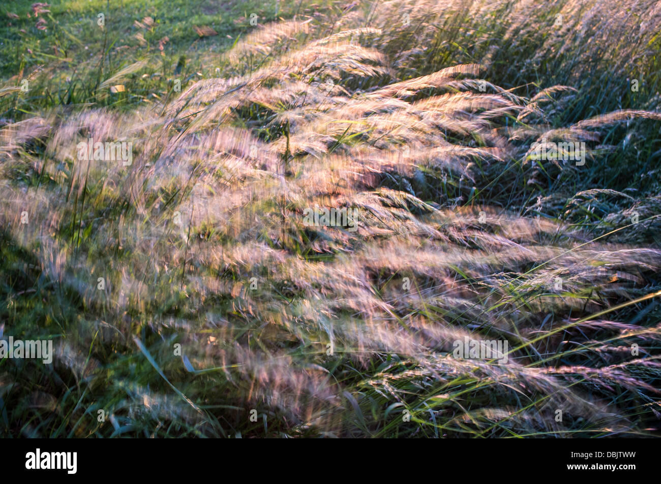 Long grass in motion in wind Stock Photo