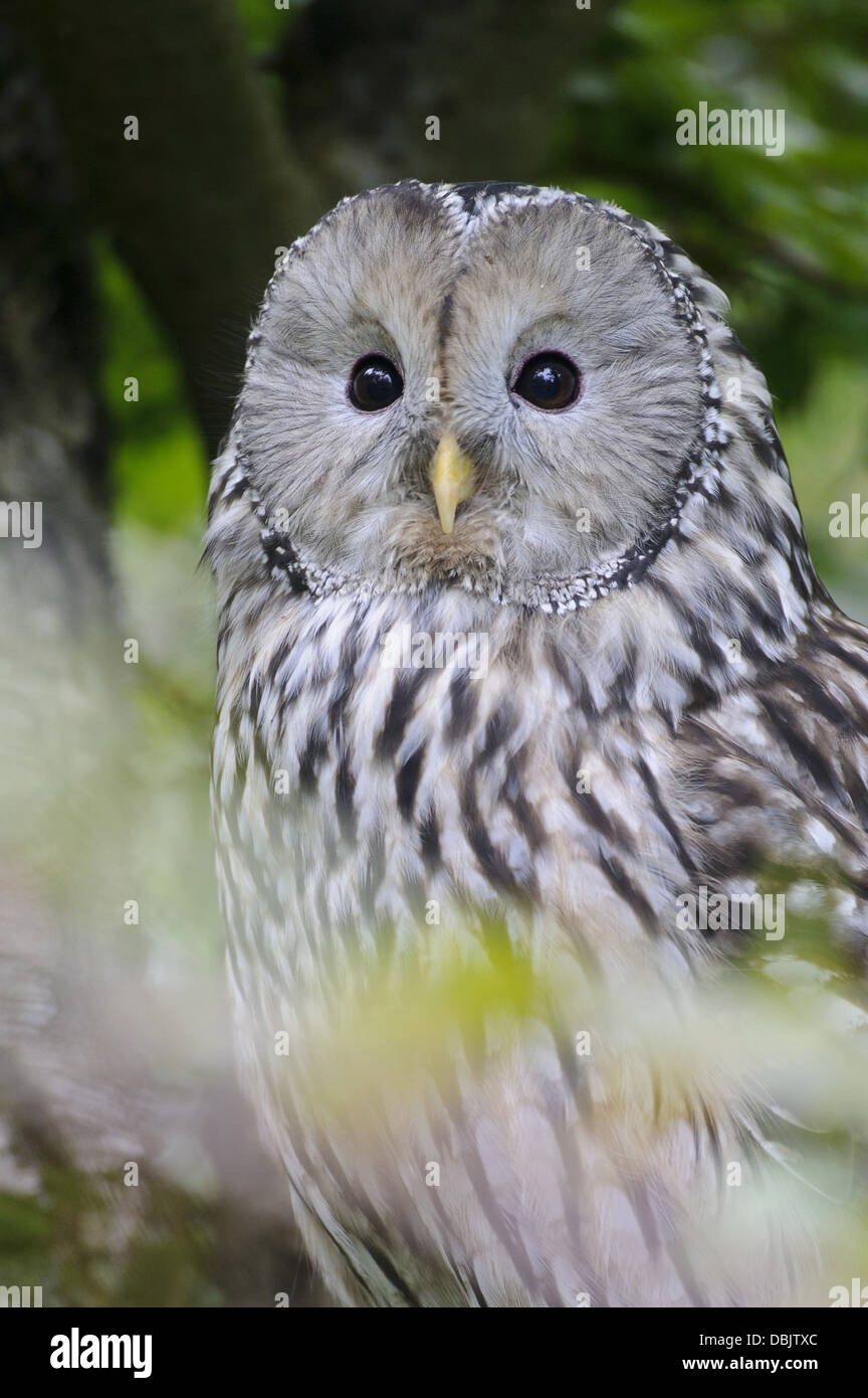 Ural Owl, Strix uralensis, Bavarian Forest, Bavaria, Germany, Europe Stock Photo