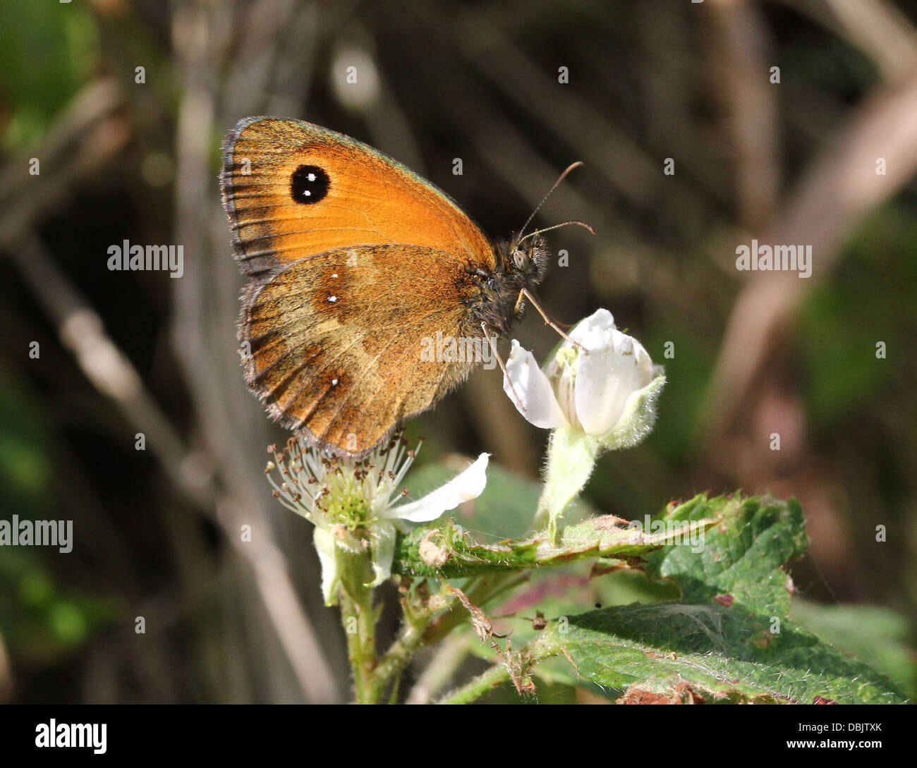 Gatekeeper or Hedge Brown butterfly (Pyronia tithonus) foraging on blackberry flower (11 images in this series, 50 in all) Stock Photo