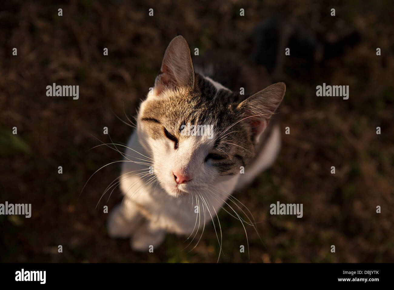 Domestic Cat, Croatia, Slavonia,  Europe Stock Photo