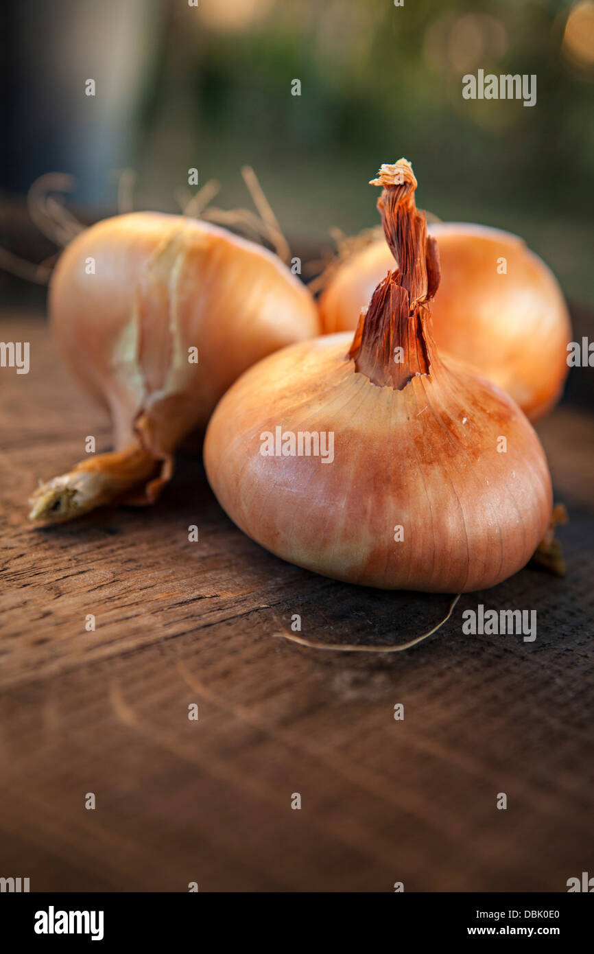 Three Onions, Close-up, Croatia, Slavonia, Europe Stock Photo