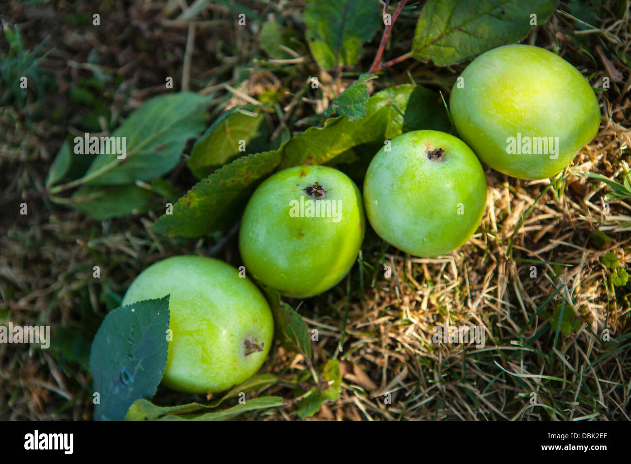 Four Apples In A Row, Croatia, Slavonia, Europe Stock Photo