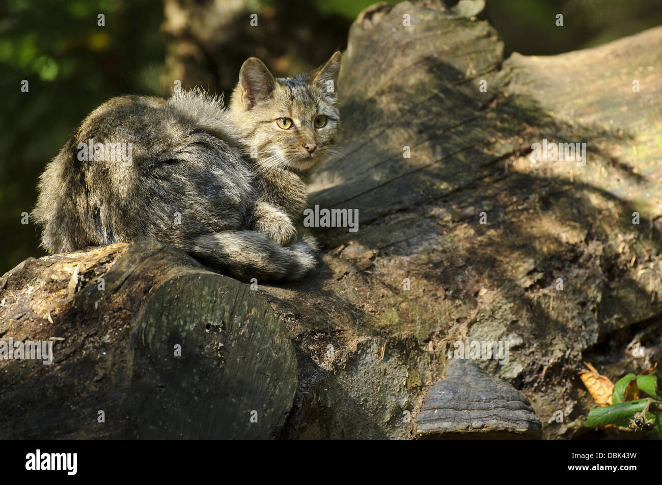 Wildcat, Felis silvestris, Bavarian Forest, Bavaria, Germany, Europe Stock Photo